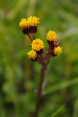 Packera pauciflora