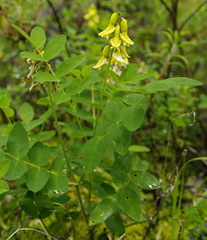 Astragalus americanus