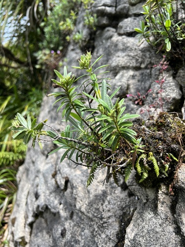 Awaroa Koromiko (Veronica scopulorum)