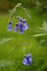 Mertensia paniculata paniculata