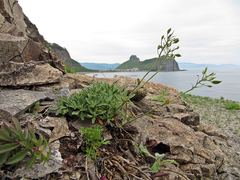 Draba cardaminiflora