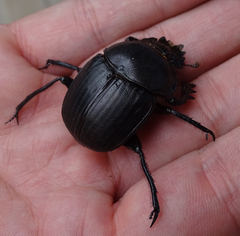 Scarabaeus subaeneus