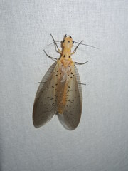 Nevromus austroindicus