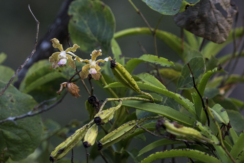 Image of Vanda tessellata by (c) Ramesh Shenai Jr., some rights reserved (CC BY)
