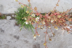 Saxifraga tridactylites