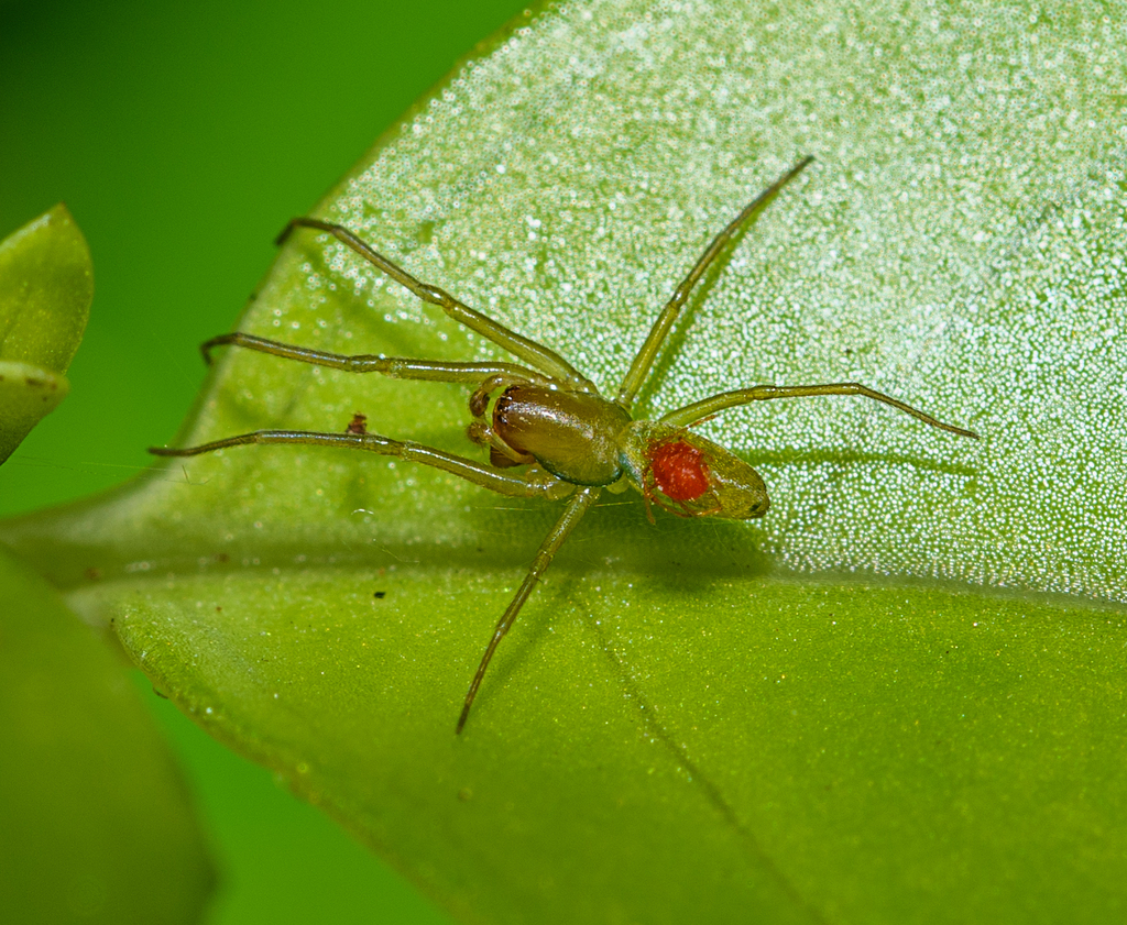 Paradictyna from Paekākāriki Hill 5381, New Zealand on December 13