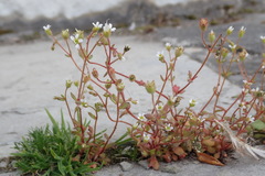 Saxifraga tridactylites