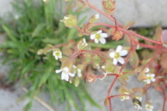 Saxifraga tridactylites