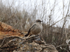 Oenanthe chrysopygia