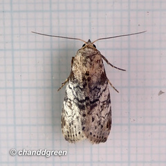 Bryophilina mollicula