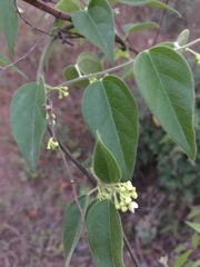 Menispermaceae