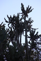 Euphorbia triangularis