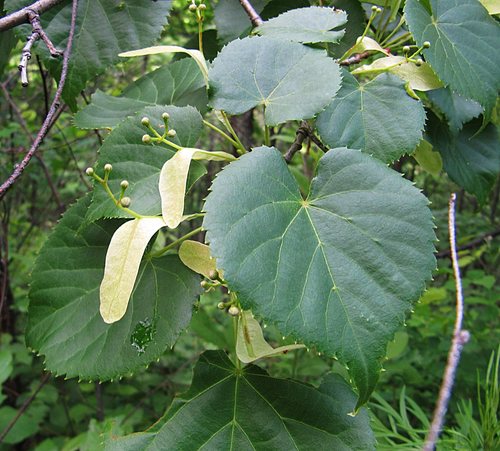 Tilia amurensis Rupr.