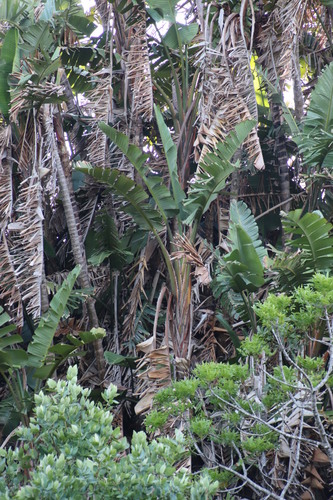 Strelitzia nicolai