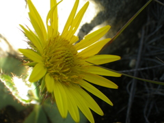 Berkheya rhapontica