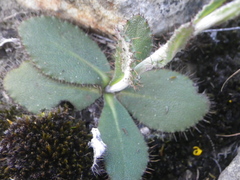 Berkheya rhapontica