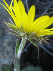 Berkheya rhapontica