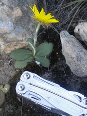 Berkheya rhapontica