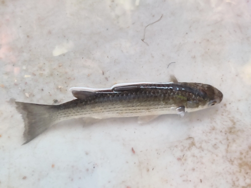 Goldspot mullet (Chelon parsia) — Mugilidae — 3