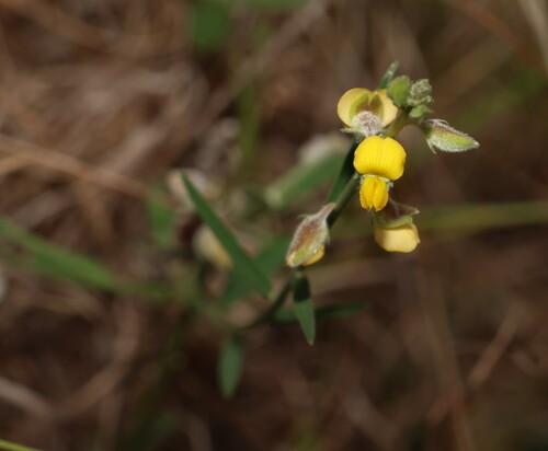 Image of Crotalaria montana by (c) Greg Tasney, some rights reserved (CC BY-SA)