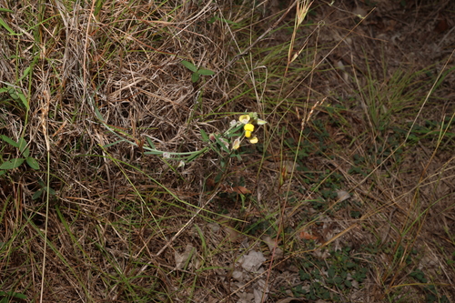Image of Crotalaria montana by (c) Greg Tasney, some rights reserved (CC BY-SA)