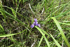 Iris macrosiphon