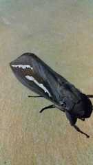 Abantiades hydrographus