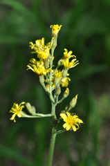 Crepis praemorsa