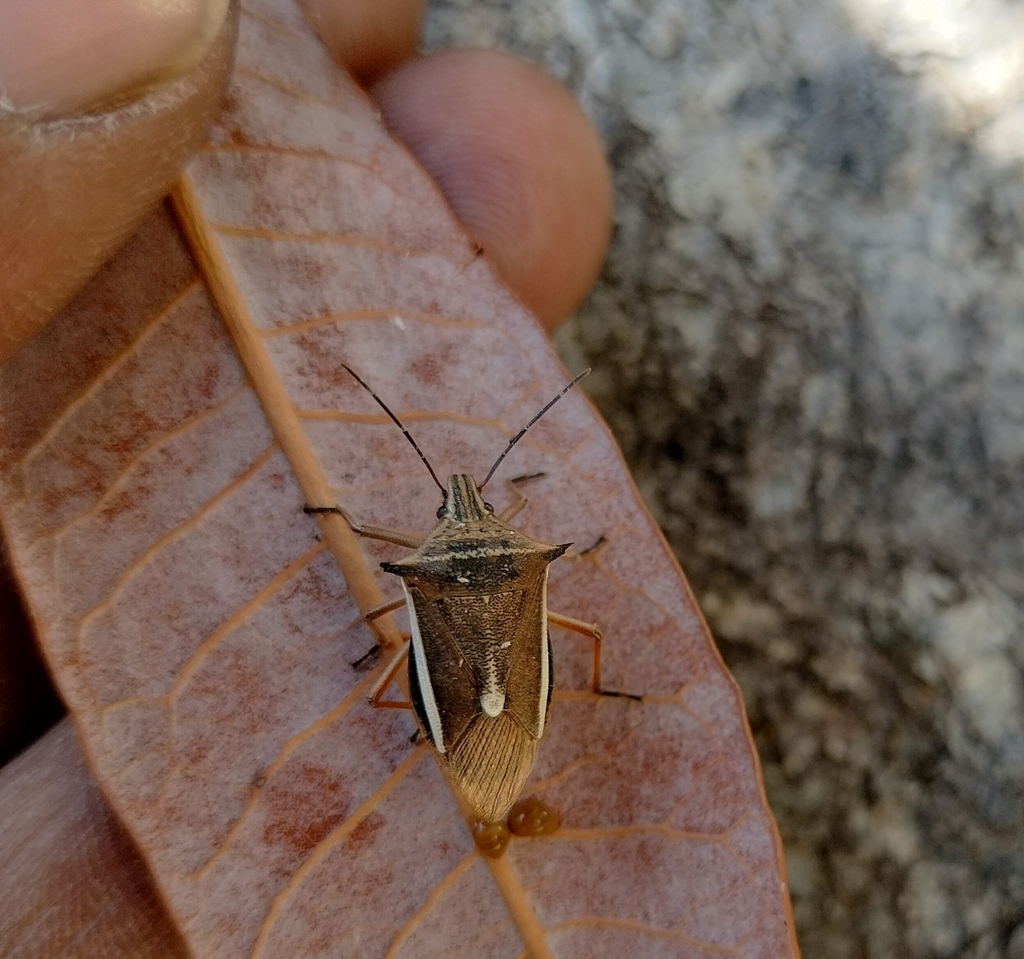 Andrallus spinidens