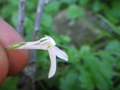 Lobelia pteropoda
