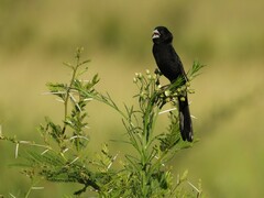 White-Winged Widowbird photo 5