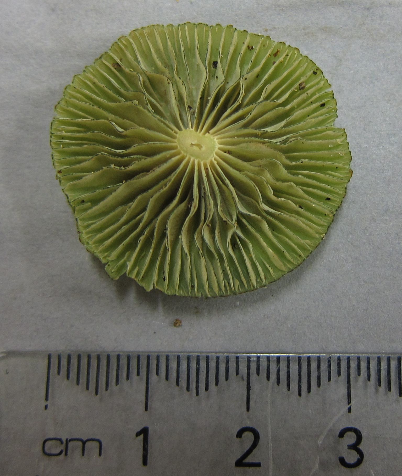 Entoloma viridomarginatum image