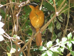 Cossypha semirufa