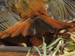 Cossypha semirufa
