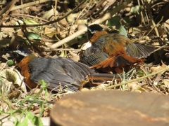 Cossypha semirufa