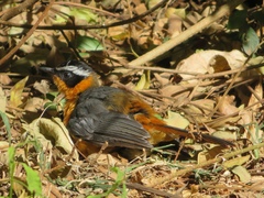 Cossypha semirufa