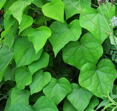 Menispermum dauricum