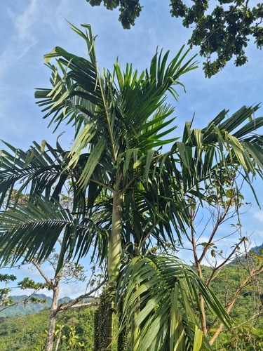 Highland betel-nut palm (Areca macrocalyx)