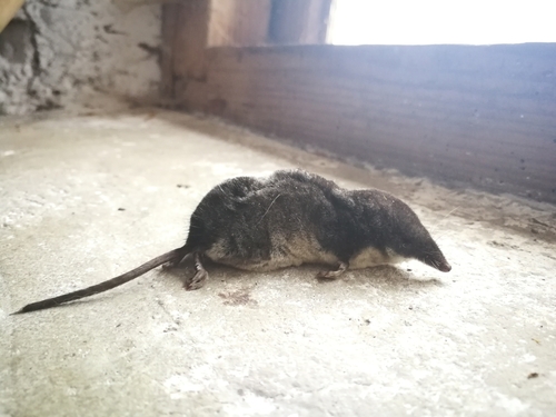 dulovnica väčšia (Neomys fodiens)