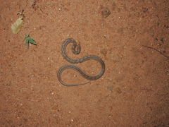 Oligodon taeniolatus