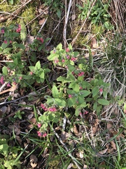 Pulmonaria officinalis