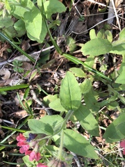 Pulmonaria officinalis