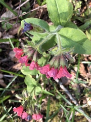 Pulmonaria officinalis