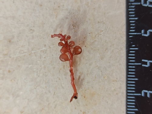 Botryocladia botryoides observed 2023-12-21