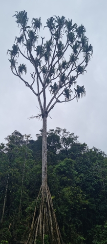 Pandanus brosimos observed 2023-12-19