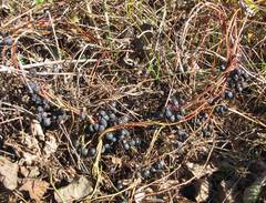 Menispermum dauricum