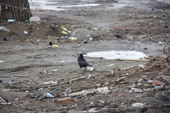 Corvus frugilegus