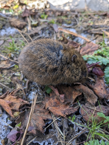 Mexican Vole