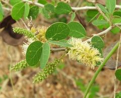 Microlobius foetidus