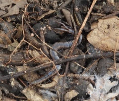 Arthrorhabdus pygmaeus